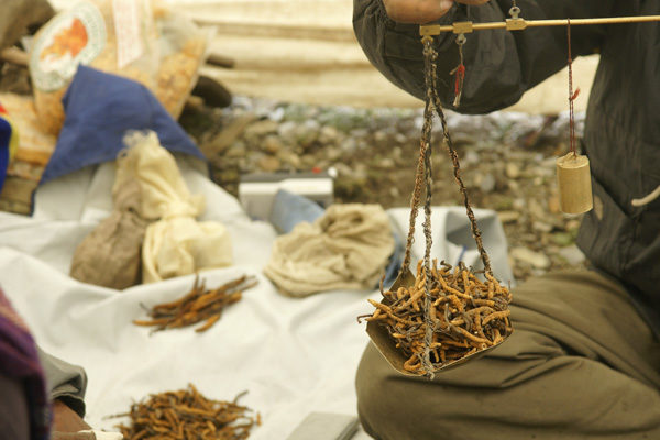Cordyceps Sinensis (Yarsagumba) - Image 3