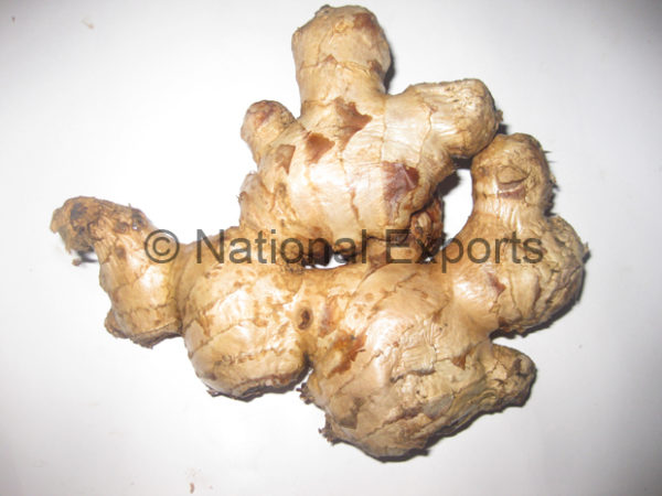 Ginger - Image 3