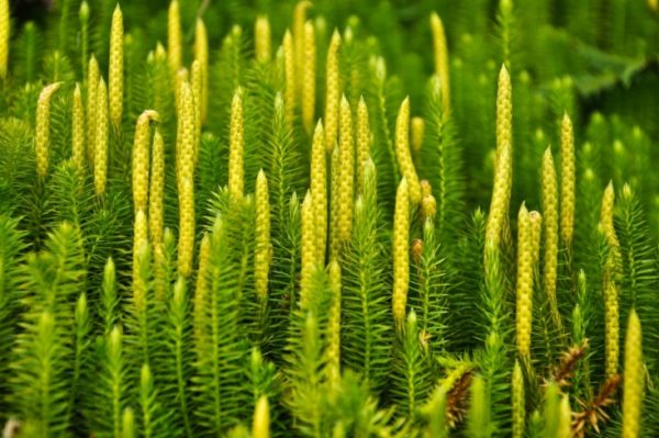 Lycopodium (Club moss)
